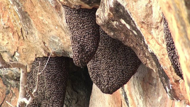 Beehives of Giant honey bee (Apis Dorsata) at Sigiriya's cliff.