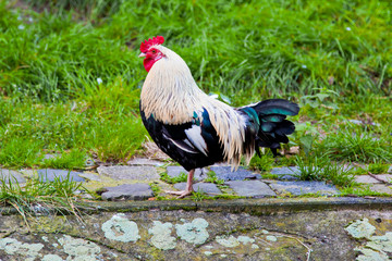 cock