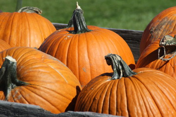 Pumpkins for Sale