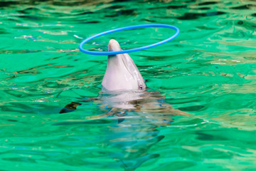 dolphin playing  with a hoop