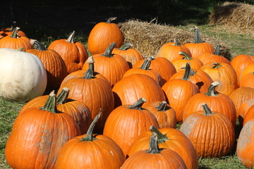 Pumpkins for Sale