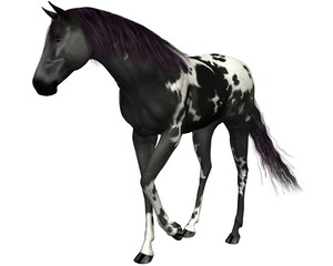 Naklejka na ściany i meble Black horse on a white background