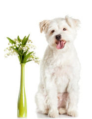 White dog with a bouquet. isolated on white background