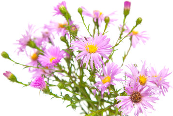 perennial  asters