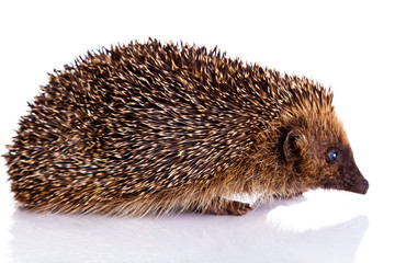 hedgehog isolated on white background