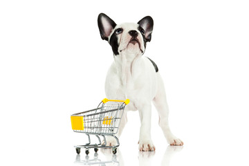 french bulldog with shopping trolly isolated on white background