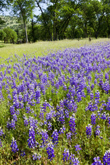 Lupines on Country Landscape