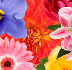 Different beautiful flowers