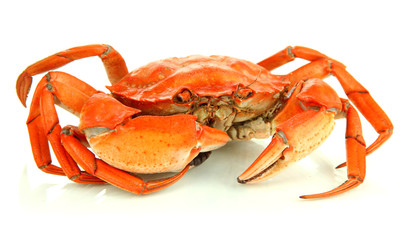 Boiled crab isolated on white