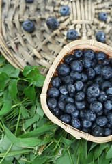 Blueberries in wooden basket on wicker tray on grass