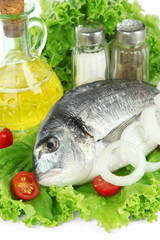 Dorado fish close-up