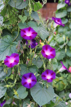 Beautiful Flower Of Ipomoea