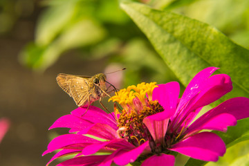 Butterfly feeding on Pink Straw flower