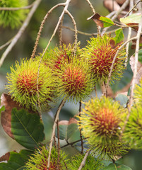 Tropical fruit, Rambutan fruits (Nephelium lappaceum) in garden