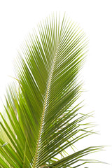 Obraz premium palm tree isolated on white background