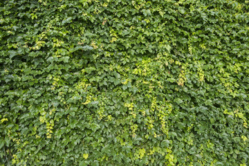 ivy leaves isolated on a white background