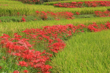 江里山棚田の彼岸花