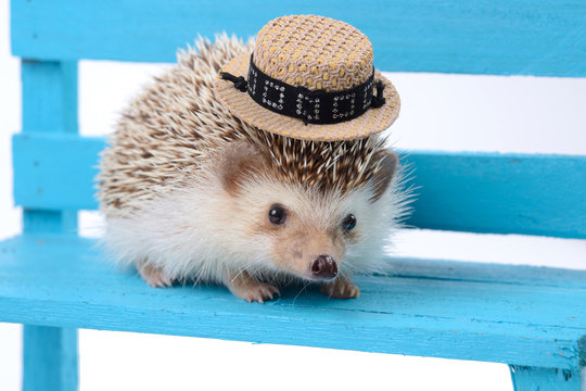 Hedgehog with small hat.