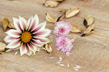Fototapeta premium Herbstblumen