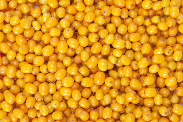 Sea-buckthorn berries