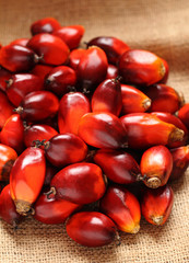 Oil Palm Fruit