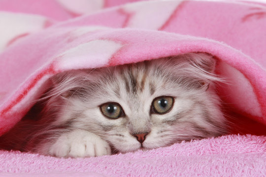 K&auml;tzchen schaut unter Decke hervor - cat hides under blanket