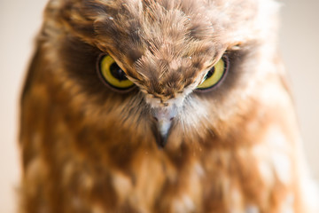angry face of an owl