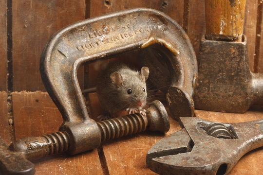 House mouse, Mus musculus,