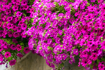 Bright pink flowers closeup