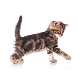 Cute kitten