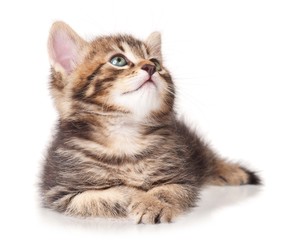 Fototapeta premium Lying kitten