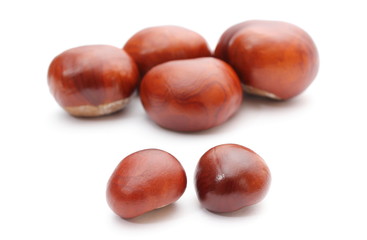 Closeup of chestnut on white background