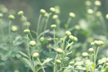 flower buds