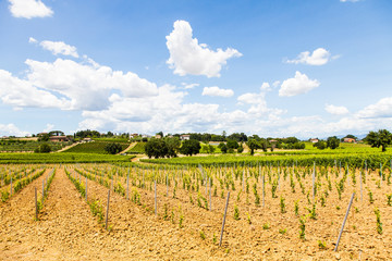 Fototapeta na wymiar Toskania Wineyard