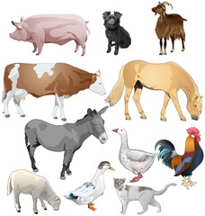 farm animals