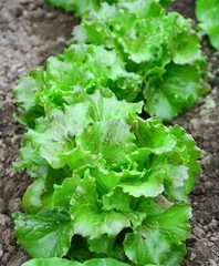 plantation de salades batavia