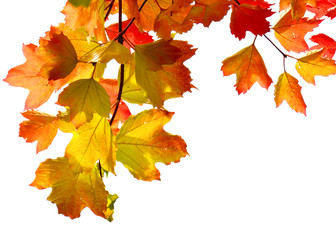 Goldene Ahornblätter im Gegenlicht