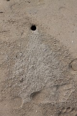 Fototapeta na wymiar The hole of crab on the beach