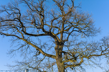 Fototapeta na wymiar Drzewa i błękitne niebo
