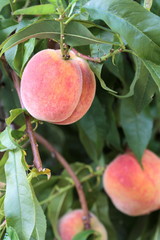 Fresh colorful peaches .