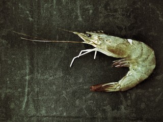 Fresh shrimp