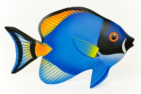 PESCE CHIRURGO