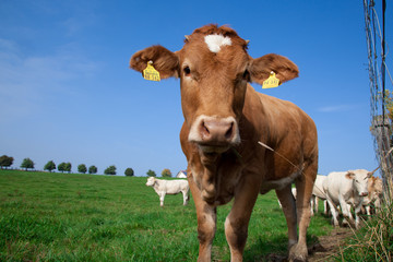 Fototapeta na wymiar Kühe auf der Wiese