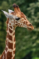girafe