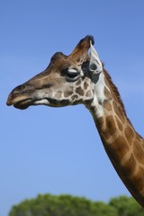 testa di Giraffa 