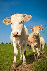 Fototapeta na wymiar Kühe auf der Wiese