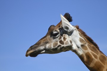 testa di Giraffa 