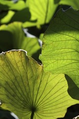 foglie giganti di loto