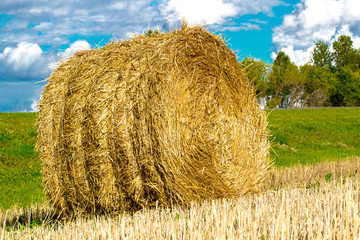 Bales of hay or straw in the field