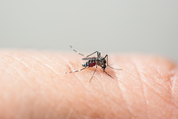 Mosquito sucking human